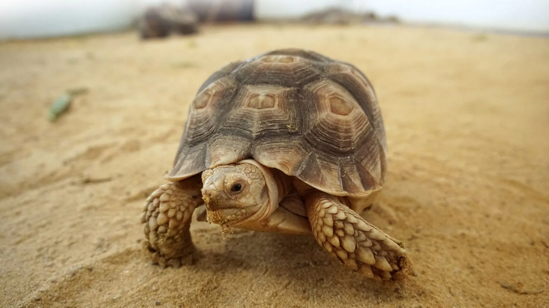 Meaning of Seeing Tortoise in Dream