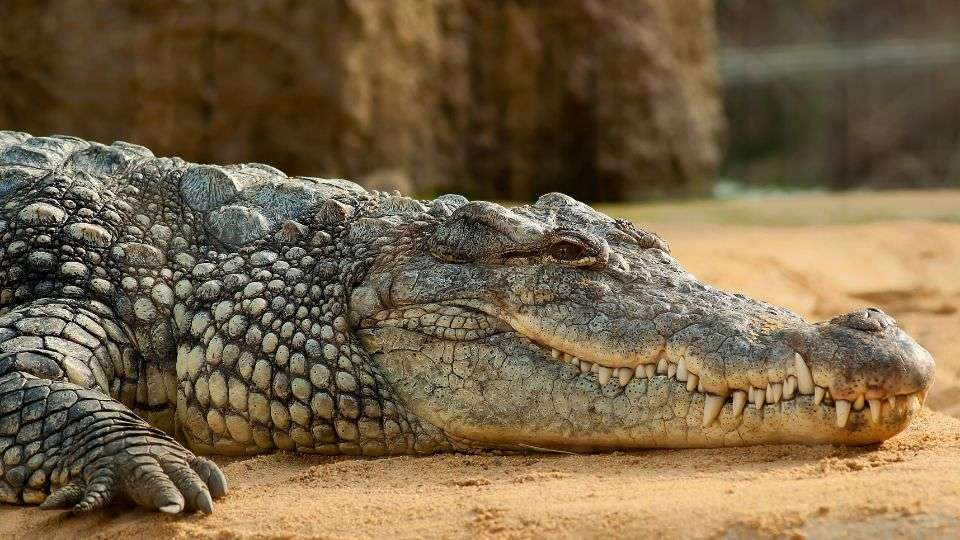 Crocodile in Dream Meaning & Interpretation | Good or Bad?
