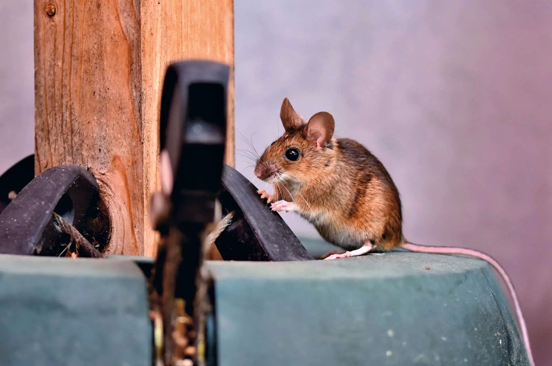 Meaning of Rats coming to your house Good or Bad